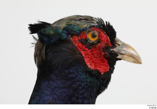 Pheasant  2 head 0017.jpg